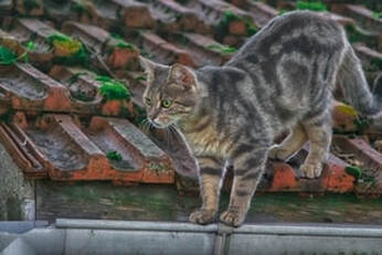Picture of a cat walking in a gutter.